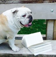 Honderd%hond bull boek lezen